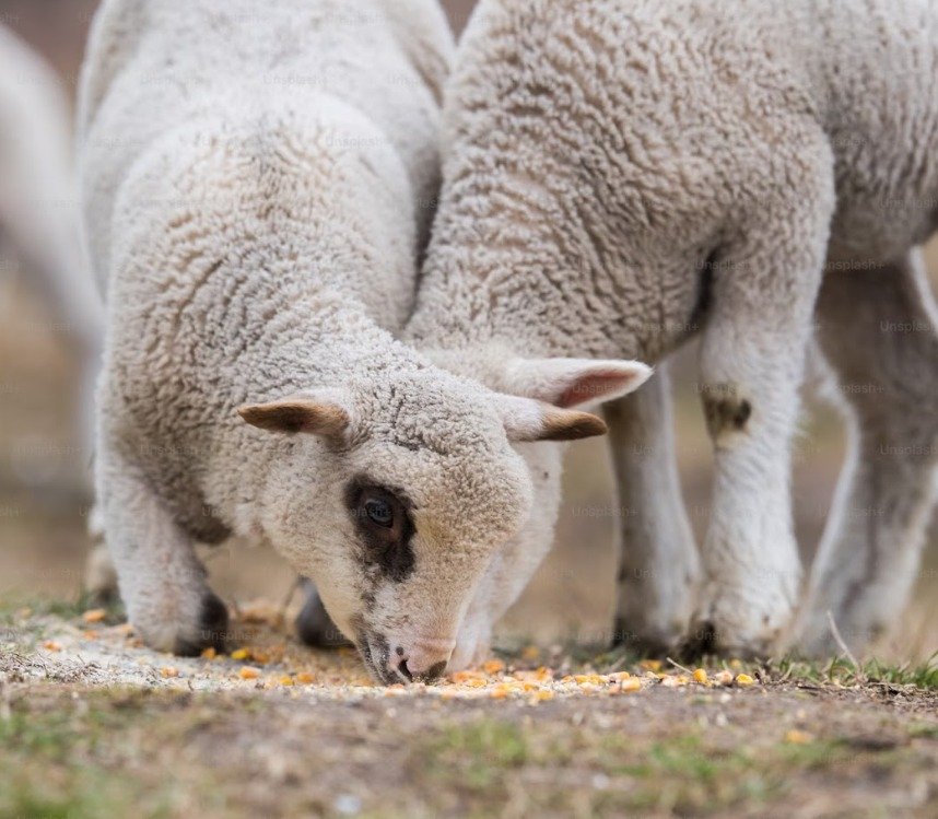 WhatsApp Image 2025-04-09 at 3.04.02 PM