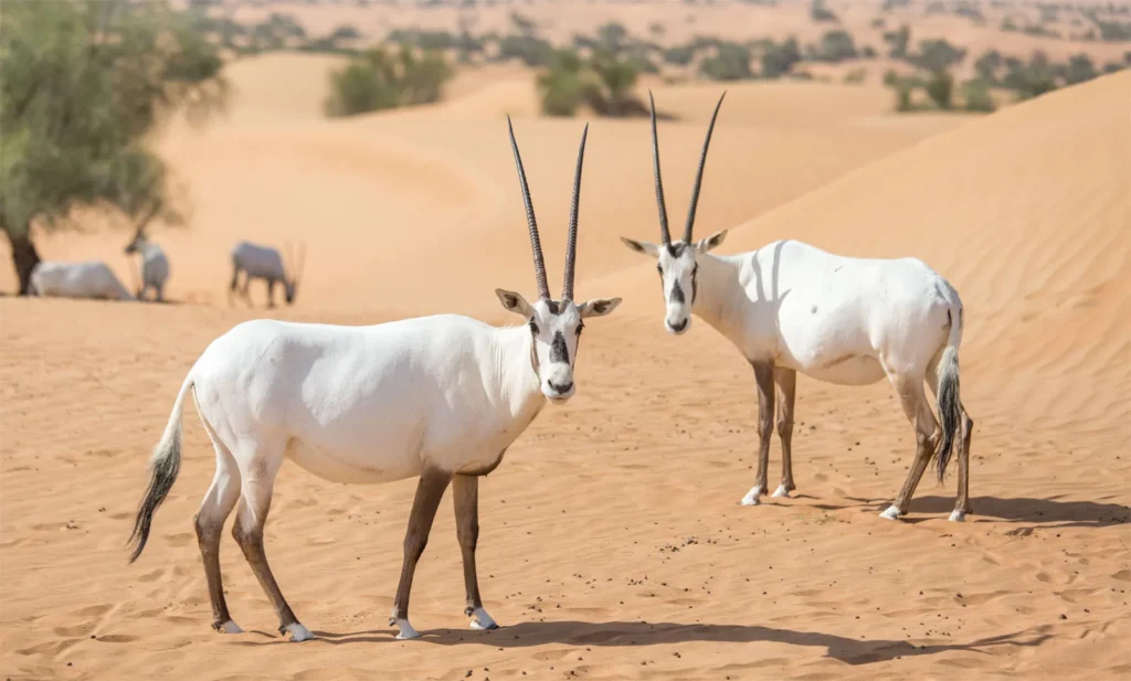 Arabian oryx symbolizing resilience and natural strength, reflecting AALAF’s commitment to high-quality, science-based animal nutrition — المها العربي يرمز إلى الصمود والقوة الطبيعية، مما يعكس التزام AALAF بتغذية حيوانية عالية الجودة ومبنية على العلم